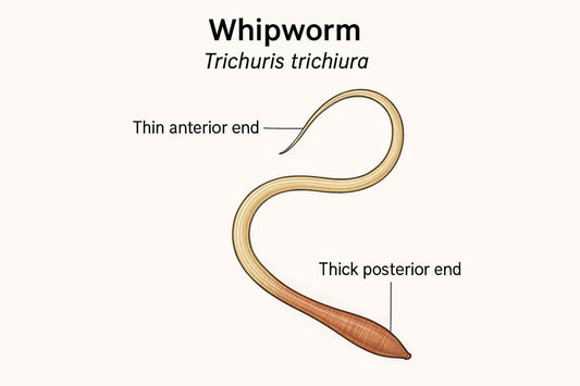 whipworm-infection